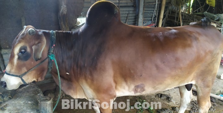 কোরবানির জন্য দুই দাঁতের গরু